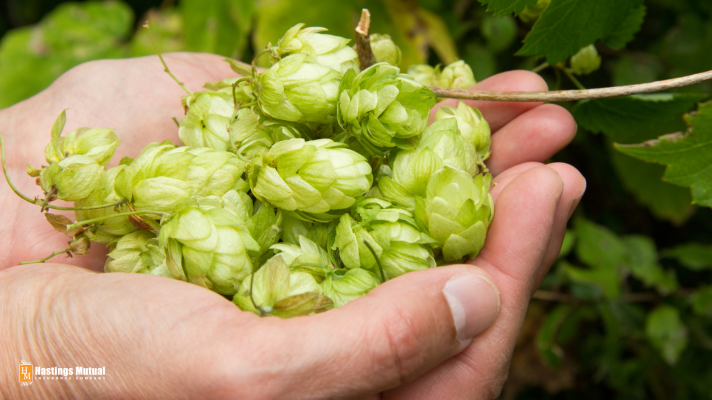 two hands holding hops