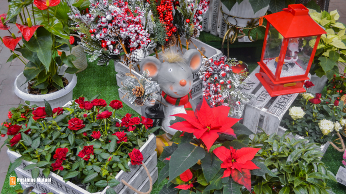 Poinsettias