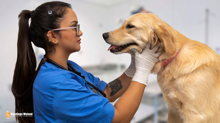 Veterinarian and dog