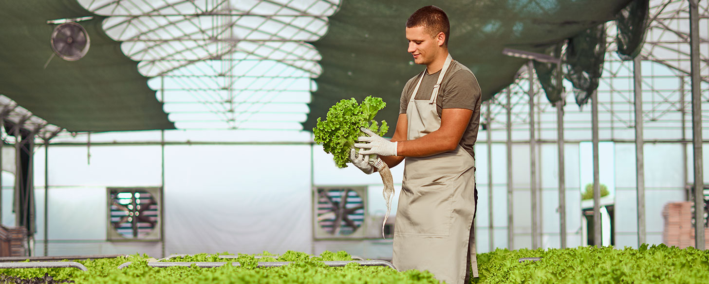 agribusiness worker holding a head of green lettuce