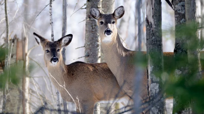 close up of two deer in a wooded area